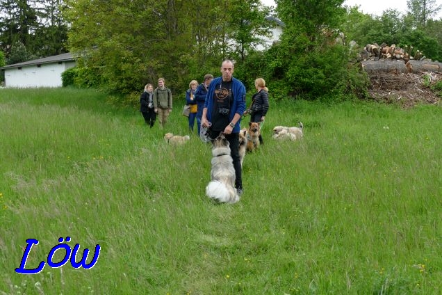 22.5.2021 - Eurasierrudel auf dem Wege