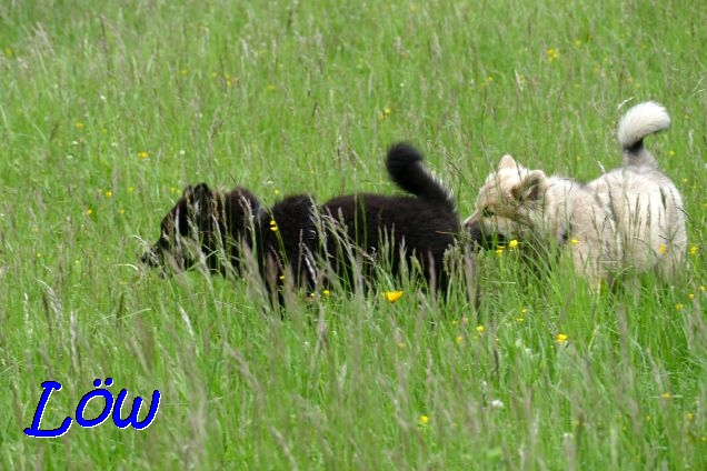 22.5.2021 - Donut und Dante, die Zweite 