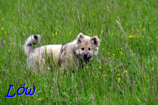 22.5.2021 - Dante im Gras 