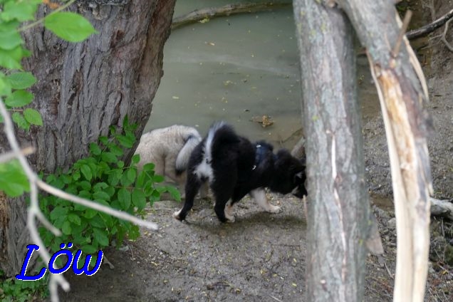 22.5.2021 - Dante und Donut entdecken den Teich