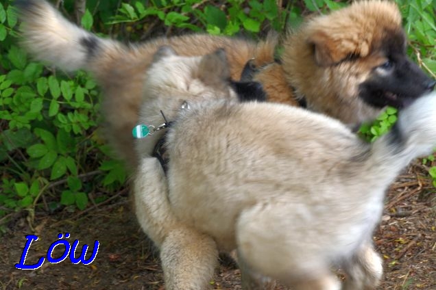22.5.2021 - Shiva und Koda 22.5.2021 - Shiva und Koda