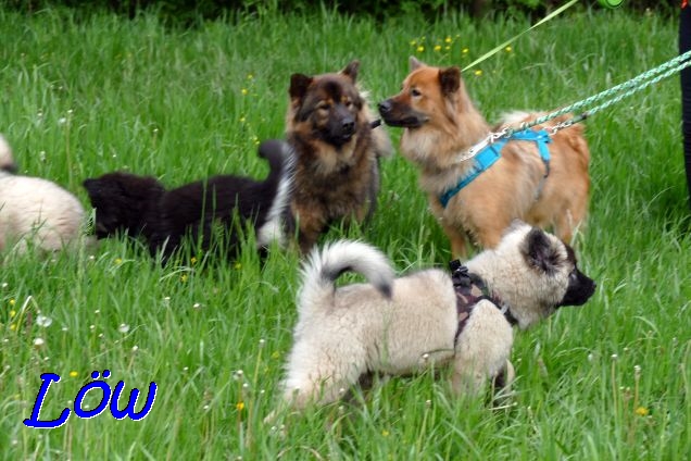 22.5.2021 - Mama, Tante und Nachwuchs 22.5.2021 - Mama, Tante und Nachwuchs