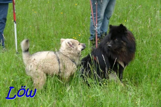 22.5.2021 - Dante und Papa 22.5.2021 - Dante und Papa