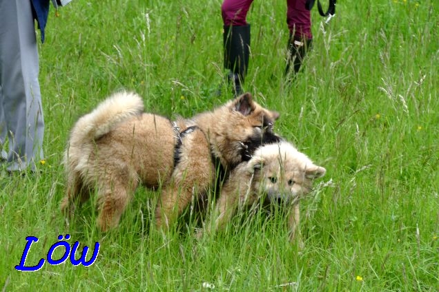 22.5.2021 - Shiva und Dante 22.5.2021 - Shiva und Dante