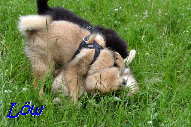 22.5.2021 - Shiva und Donut 22.5.2021 - Shiva und Donut