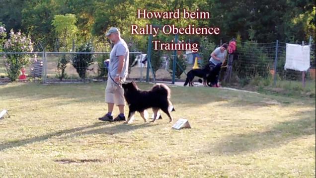 17.7.2019 - Howard beim Rally Obidience