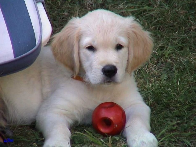 Baby Spike