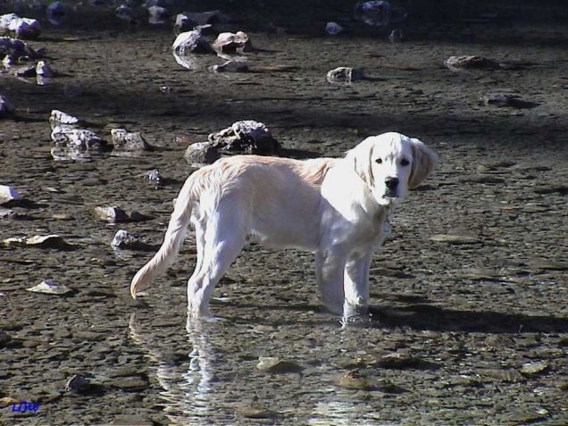 Grüner See 2001