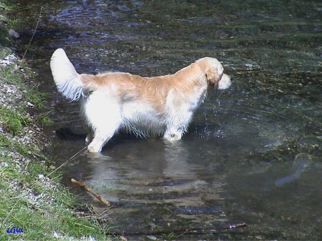 Sommer 2002 - Grüner See