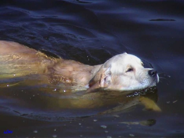 Ottensteiner Stausee 2002