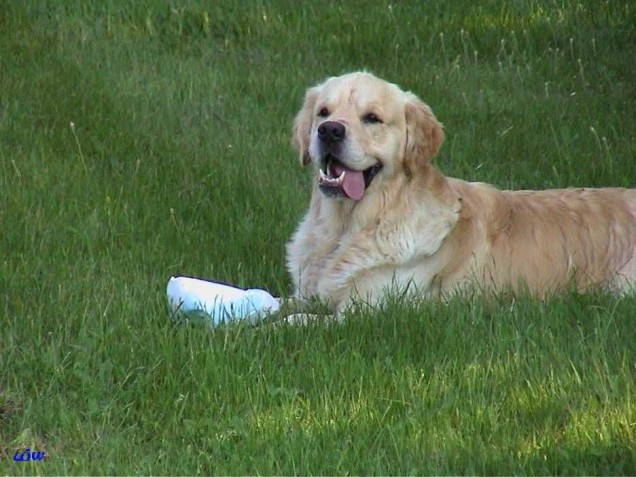 Ottenstein 2003