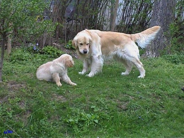 Frühling 2004: Besuch des Nachbarhündchens