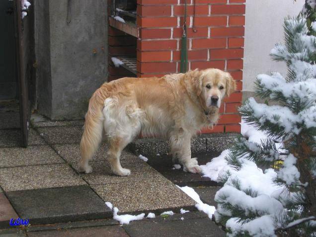 November 2006 - Schnee in Bruck