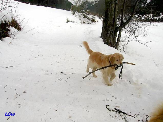 Februar 2006 - Feuerholz