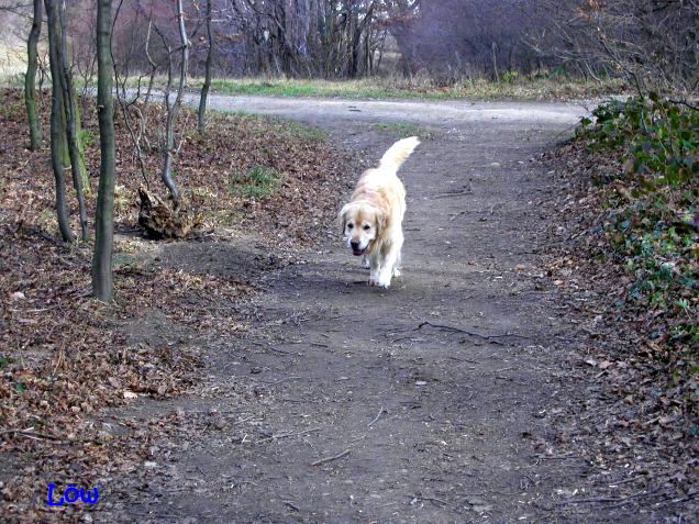 Januar 2007 - Irgentwo muss der Schnee doch sein