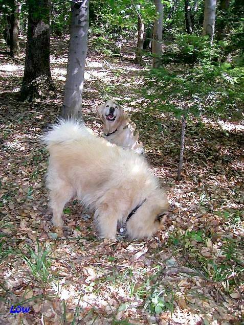 Juli 2007: Zwei Freunde im Wienerwald