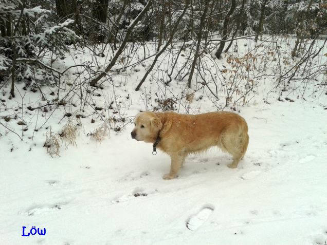 27.1.2014 - Spuren im Schnee