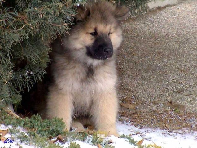 Das Baby - Elwood