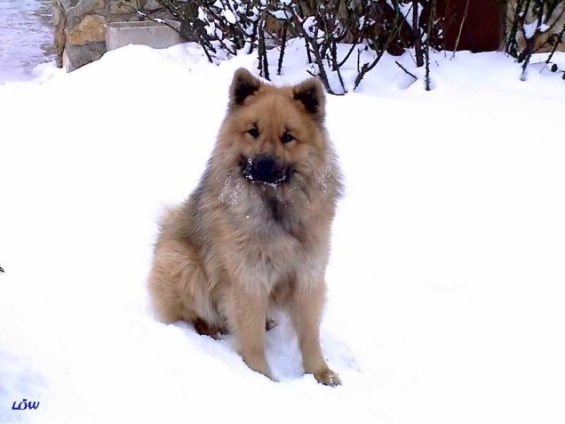 Jänner 2003: Endlich Schnee