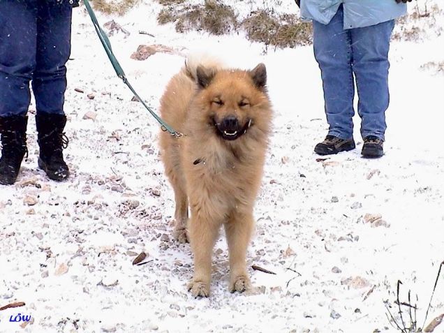 Dezember 2004: Schnee in der Steiermark