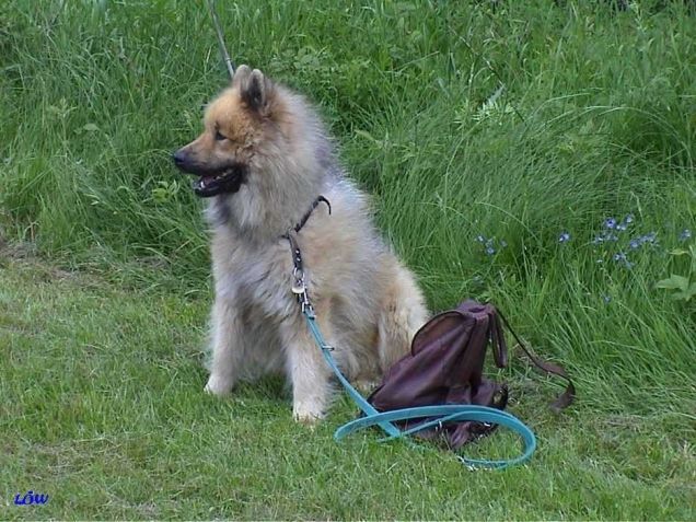 Ottenstein Mai 2004: Auftrag - Bewache Rucksack