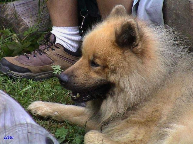 Osttirol Juli 2004: Rast