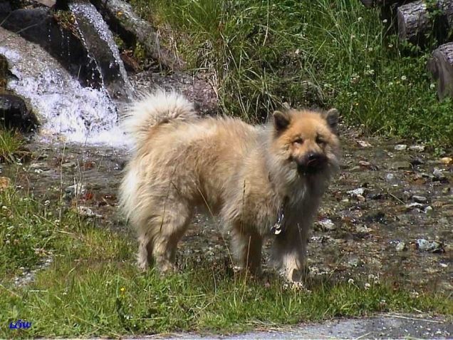 Osttirol Juli 2004: Hier gibst überall was zum Trinken