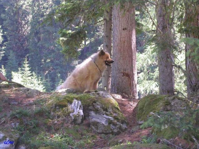 Osttirol Juli 2004: Die Wildnis ruft