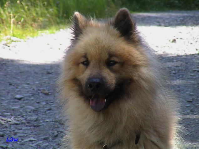 28.7.2005 - Auf dem Weg zur Alpe Stalle