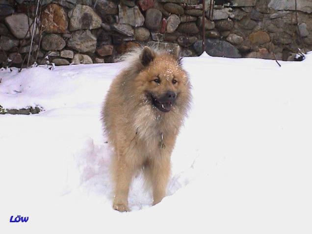 Dezember 2005 - Schnee in Bruck