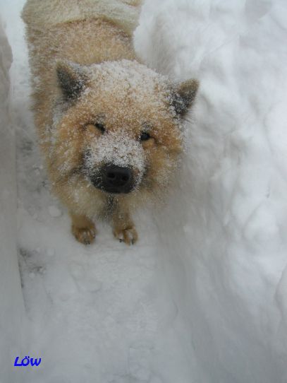 Februar 2005 - Schneehund