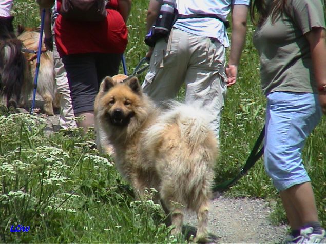 Höhenweg - 23.7.2005: Wo bleibt er den?