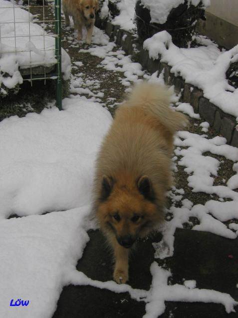 November 2006 - Schnee in Bruck/Mur