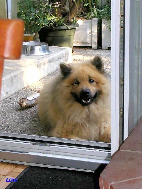 Juni 2007 - Fenstergucker