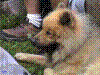 Osttirol Juli 2004: Rast