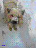 Februar 2005 - Schneehund