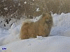 Jänner 2006 - Schneewanderer