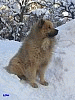 Jänner 2006 - Wächter im Schnee