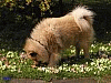 Ostern 2007 - Hasenfährte?